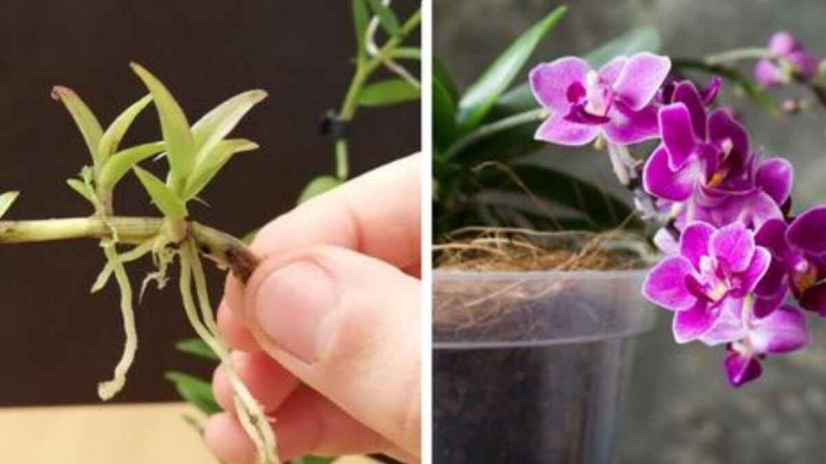 3 Metodi Efficaci Per Coltivare La Pianta Di Orchidea