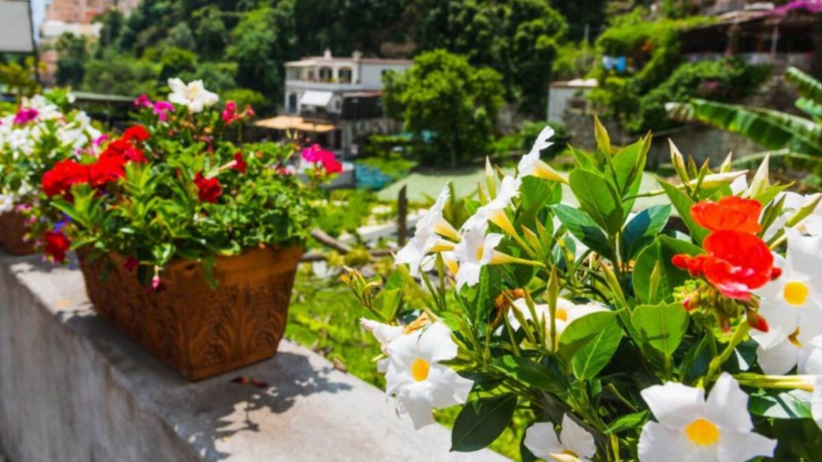 Dipladenia Come Coltivare La Pianta Dai Meravigliosi Fiori