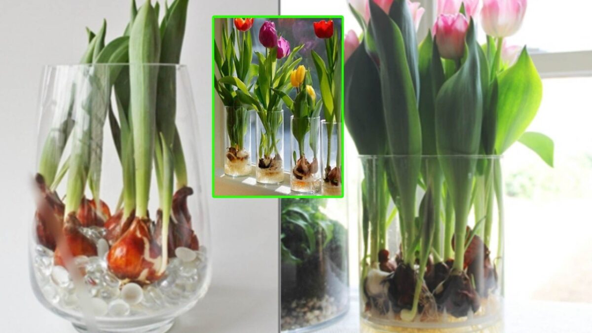 Tulipani In Acqua Tutti I Trucchi Per Coltivarli