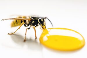 Il Trucchetto Per Allontanare Le Vespe Dal Balcone In Modo Naturale Ti