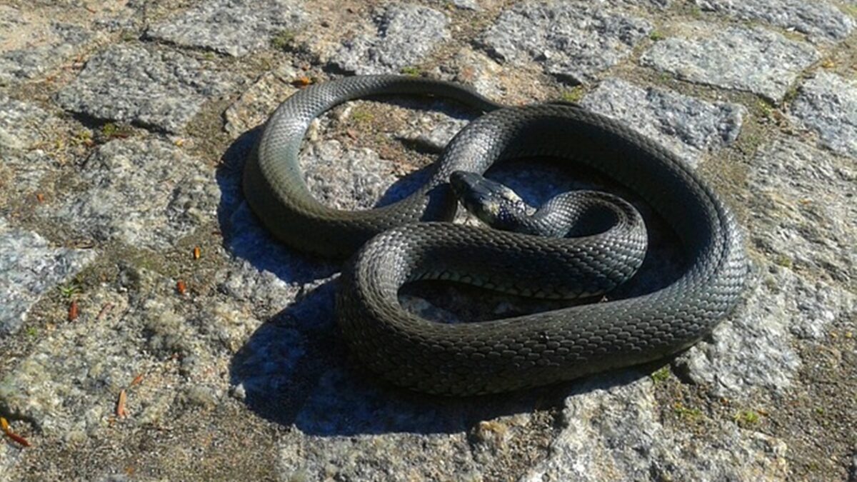 Allontanare Le Bisce Ecco Quali Piante Mettere In Giardino