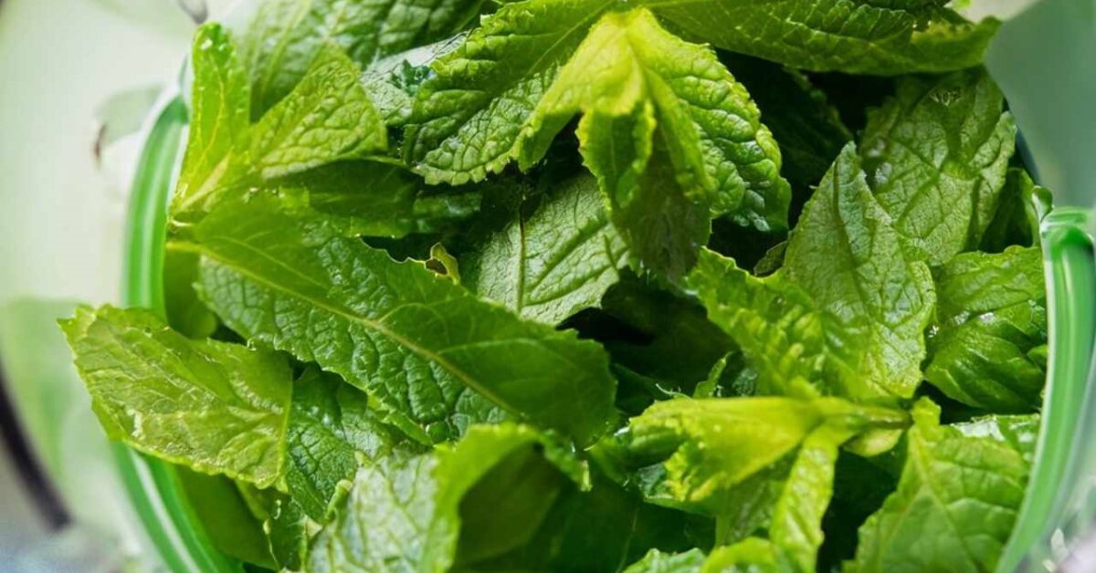 Come Preparare Lo Sciroppo Alla Menta Una Ricetta Per Un Estate Fresca