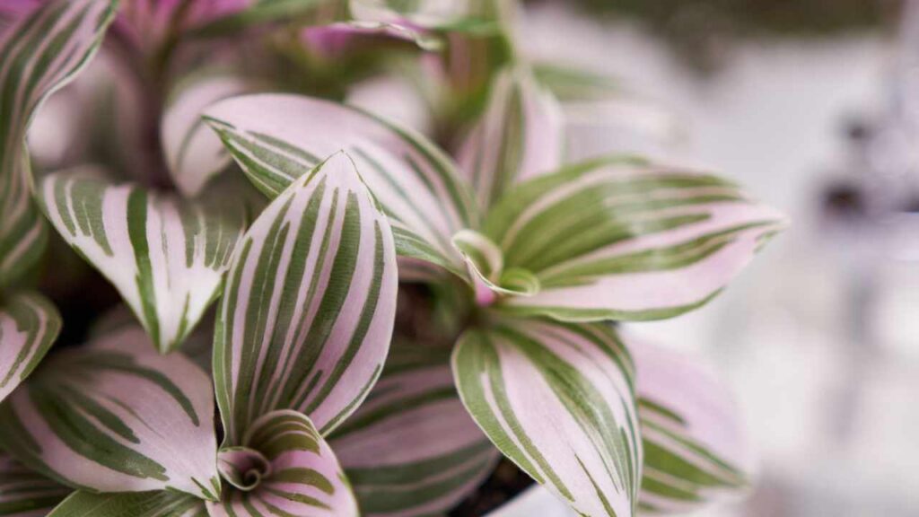 Tradescantia La Pianta Che Rende Il Tuo Balcone Colorato Tutto Sulla