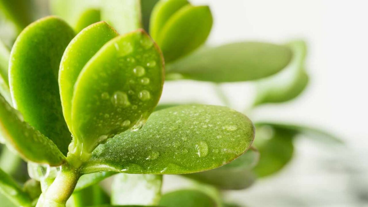 Piante grasse lunghe varietà e segreti di coltivazione