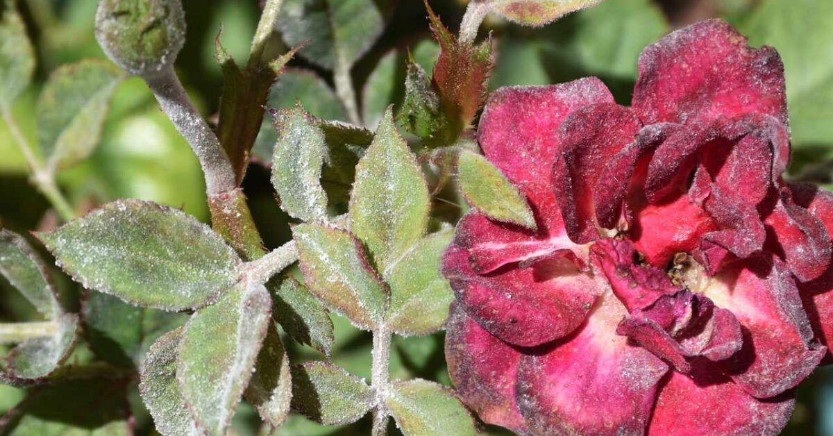 Oidio Rose Ortensie E Begonie Come Sbarazzarti In Modo Efficace Del