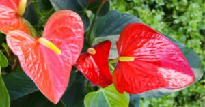 Come prenderti cura dell’anthurium e mantenerlo splendente