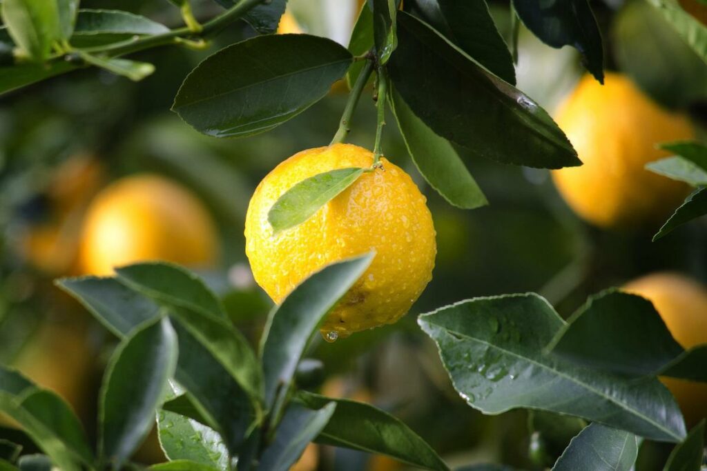 Limoni