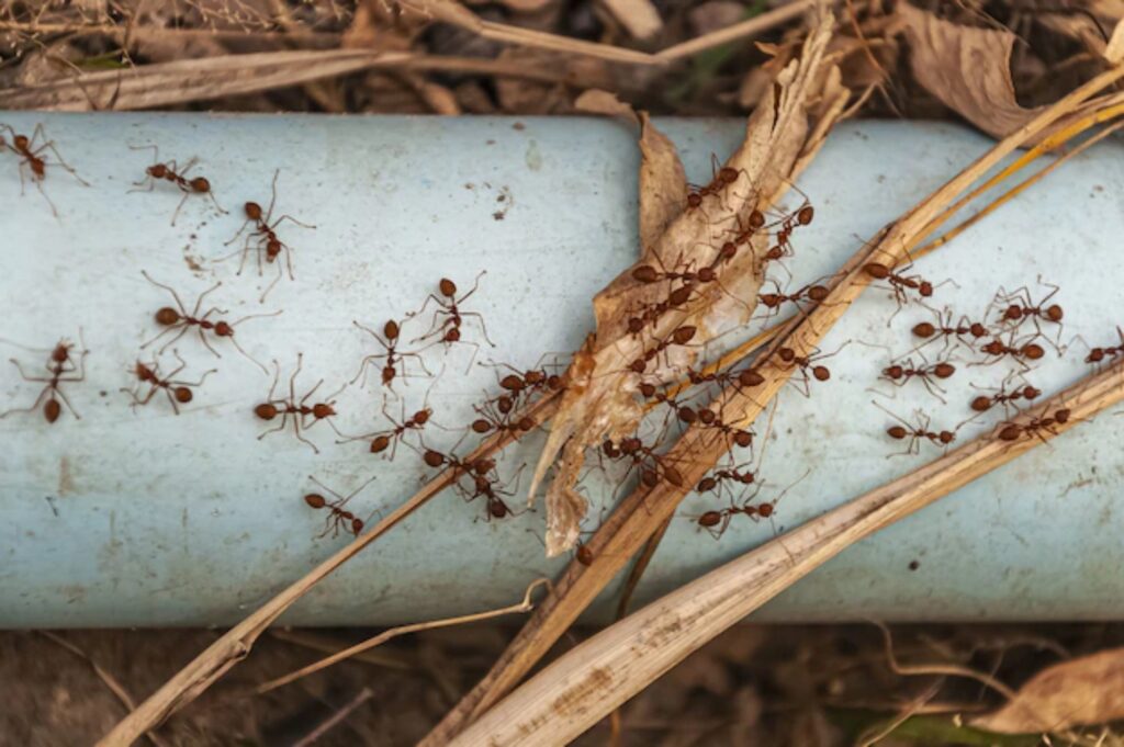 Rimedi naturali contro le formiche