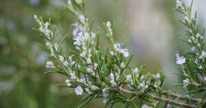 Tutti i modi per usare i fiori del rosmarino