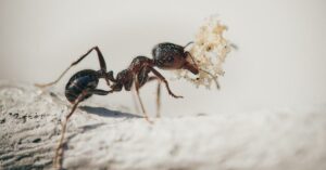 Tanti saluti formiche e zanzare! Bastano tre foglie di questa pianta