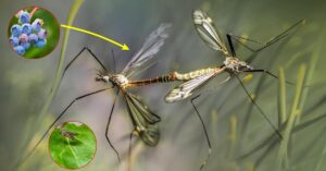 I cibi migliori per tenere le zanzare alla larga