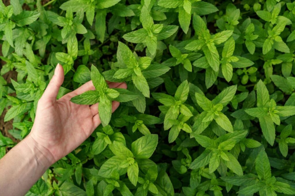 Rimedi naturali per l'alitosi