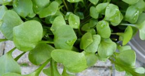 Portulaca, un aiuto per la salute! Le proprietà benefiche