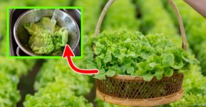 L’insalata si rovina dopo pochi giorni? Prova questo trucchetto usato dagli chef per farla conservare più a lungo