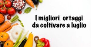 Cosa piantare nel vostro orto a luglio: i migliori ortaggi del periodo