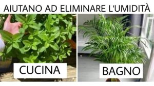 10 piante che assorbono l’umidità di casa