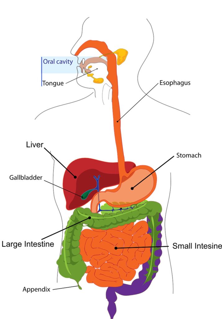 Anatomia