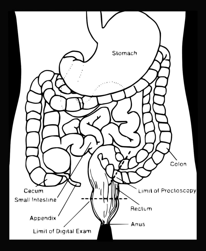 Intestino