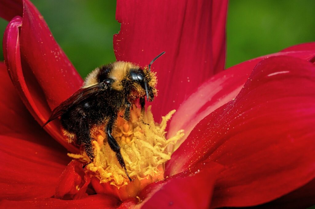 Calabrone sul fiore