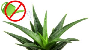 Come innaffiare la pianta di aloe: i consigli dei giardinieri