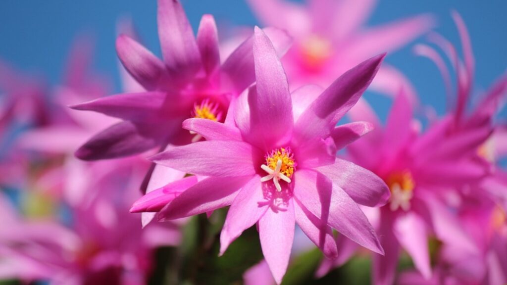 fiore cactus di natale