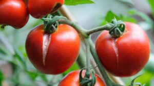 Spaccatura pomodori: fattori determinanti e come prevenire