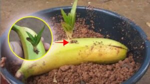 Perché dovresti mettere dell’aloe vera in una banana: il motivo ti stupirà