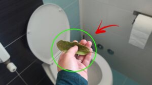 Puoi dire addio ai cattivi odori dal bagno con una sola foglia d’alloro