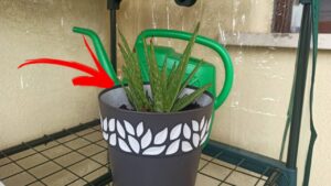 Come guarire un’aloe vera sofferente: il metodo più semplice e veloce