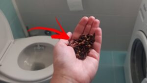 Odore di urina nel wc? Come eliminarlo usando i chiodi di garofano