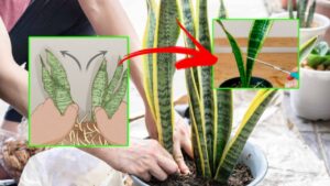 Come moltiplicare la Sansevieria con il metodo a fette