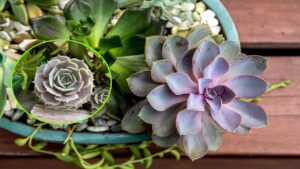 Echeveria, perché dovresti avere questa pianta