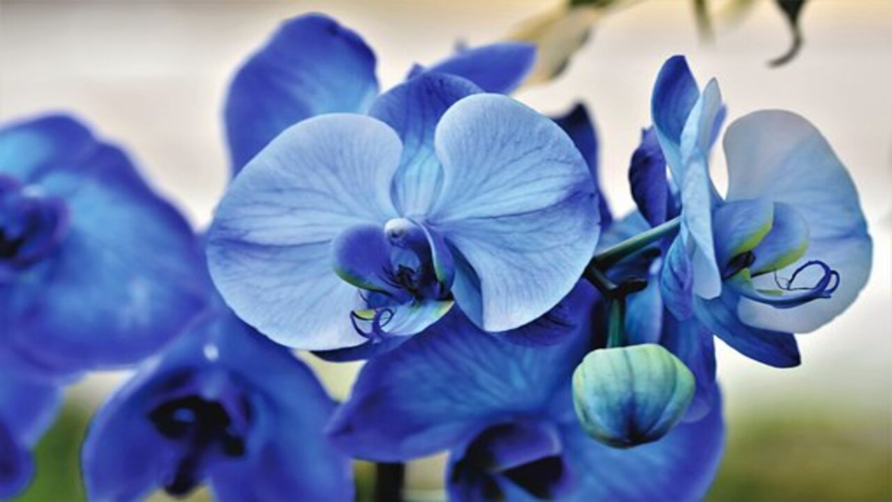 orchidee blu