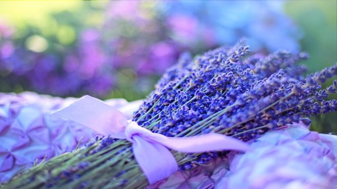 fiori di lavanda