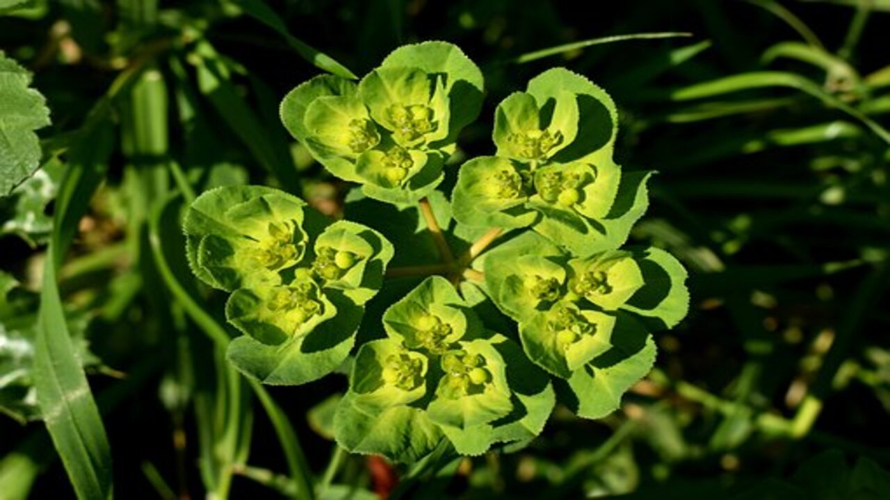 fiore d'euforbia