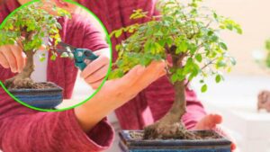 Consigli utili per avere un bonsai sano e sempre curato