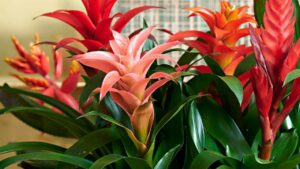 Bromeliacee: come prendersi cura di questa pianta dal sapore tropicale