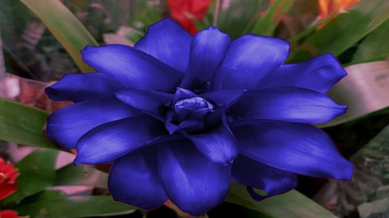 fiore viola blu