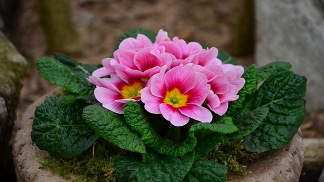 piantina di primula