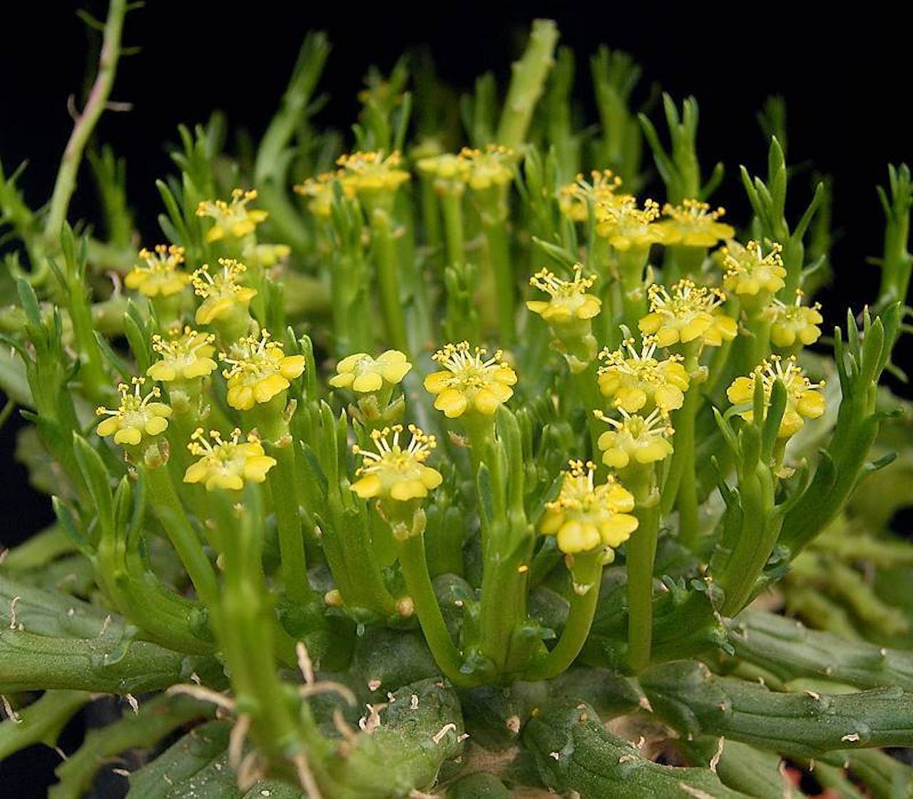 Euphorbia flaganii