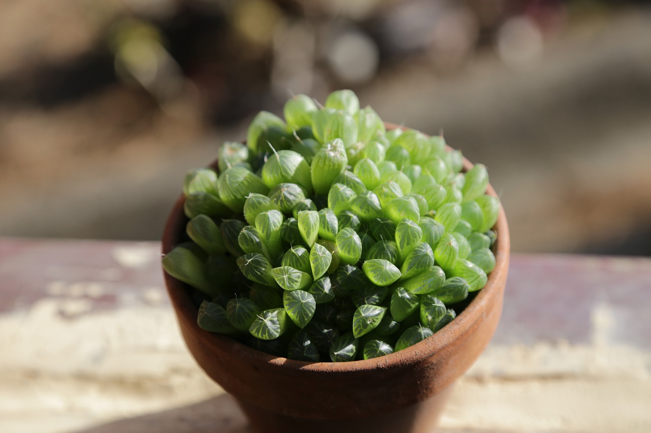 Haworthia