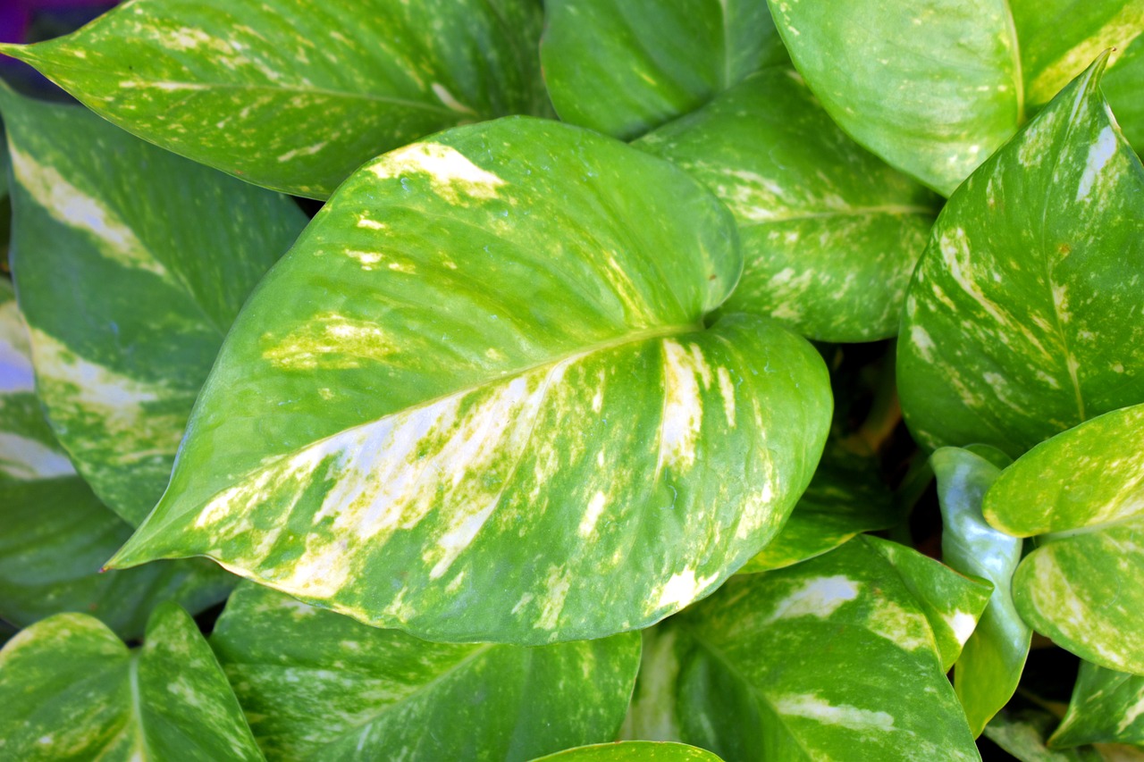 Foglie pothos