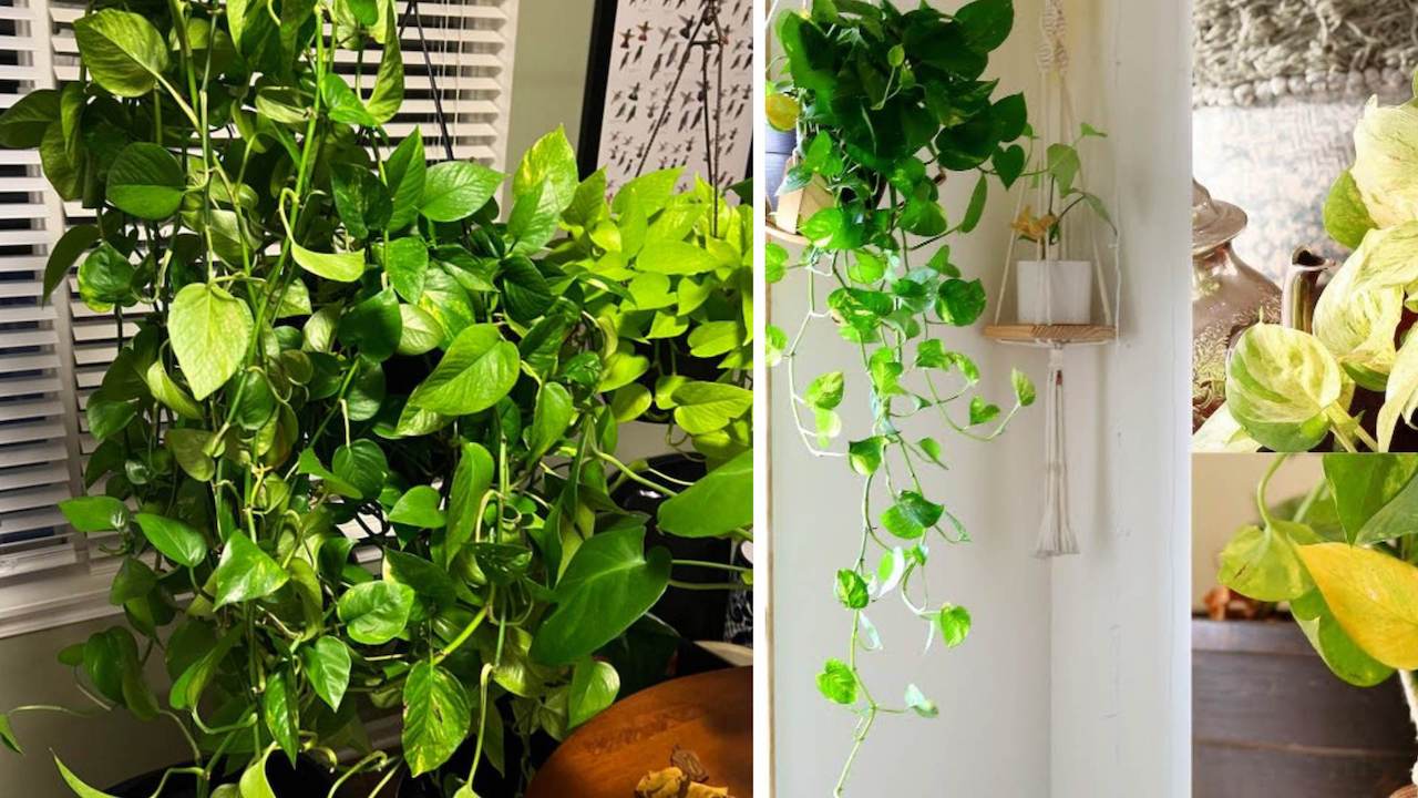 Pothos cresciuto