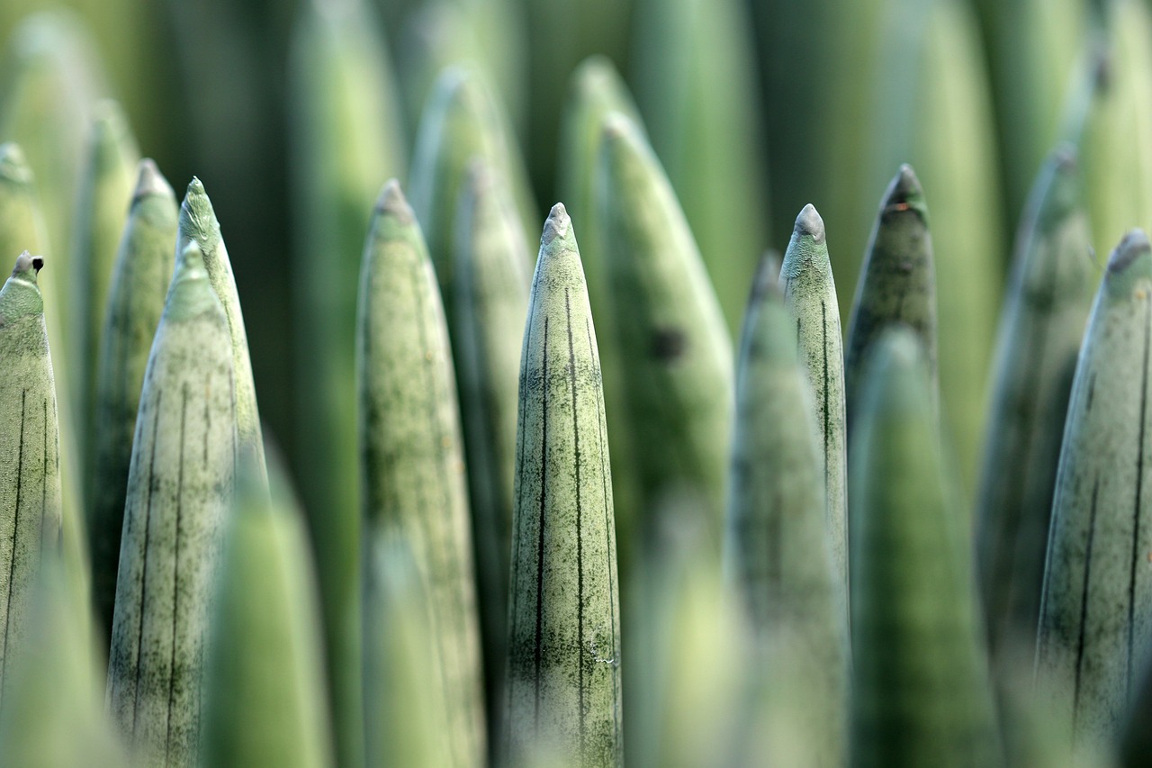 Primo piano Sansevieria