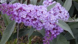 Buddleia: come coltivare nel proprio giardino il “cespuglio di farfalle”