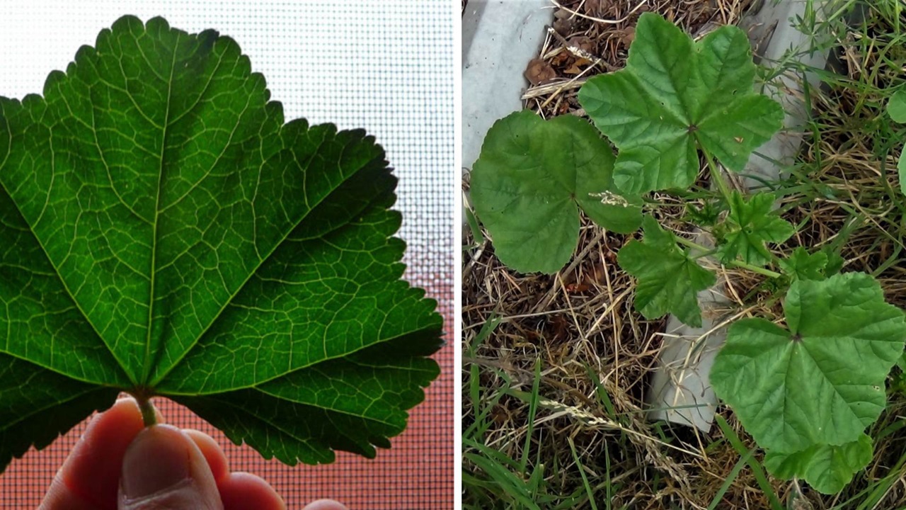 foglie di malva