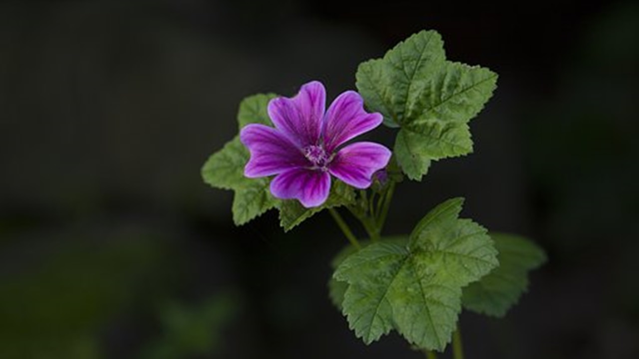 pianta di malva