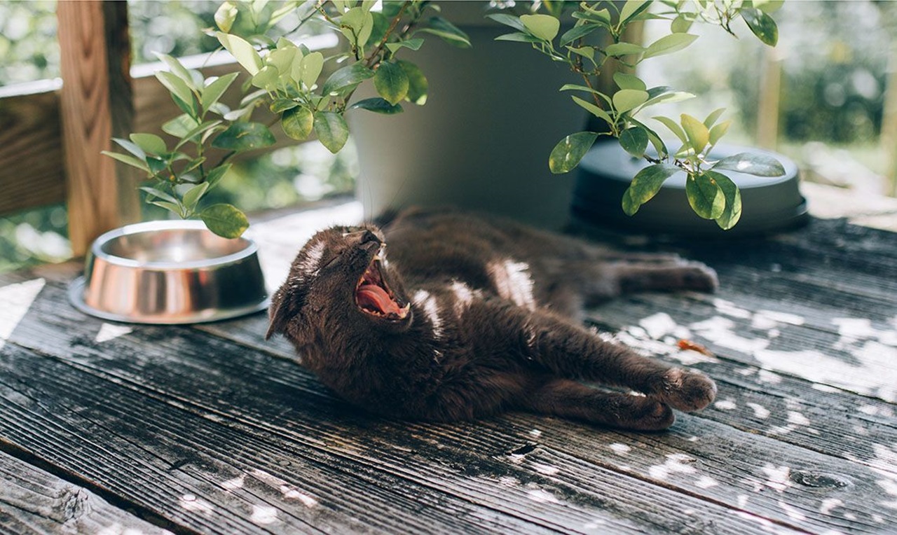 gatto adirato