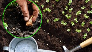 Febbraio è il mese giusto per prendersi cura del giardino: come preparare il terreno per la primavera