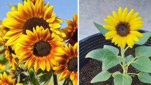 Come coltivare il girasole in giardino e in vaso: tutti i SEGRETI da conoscere